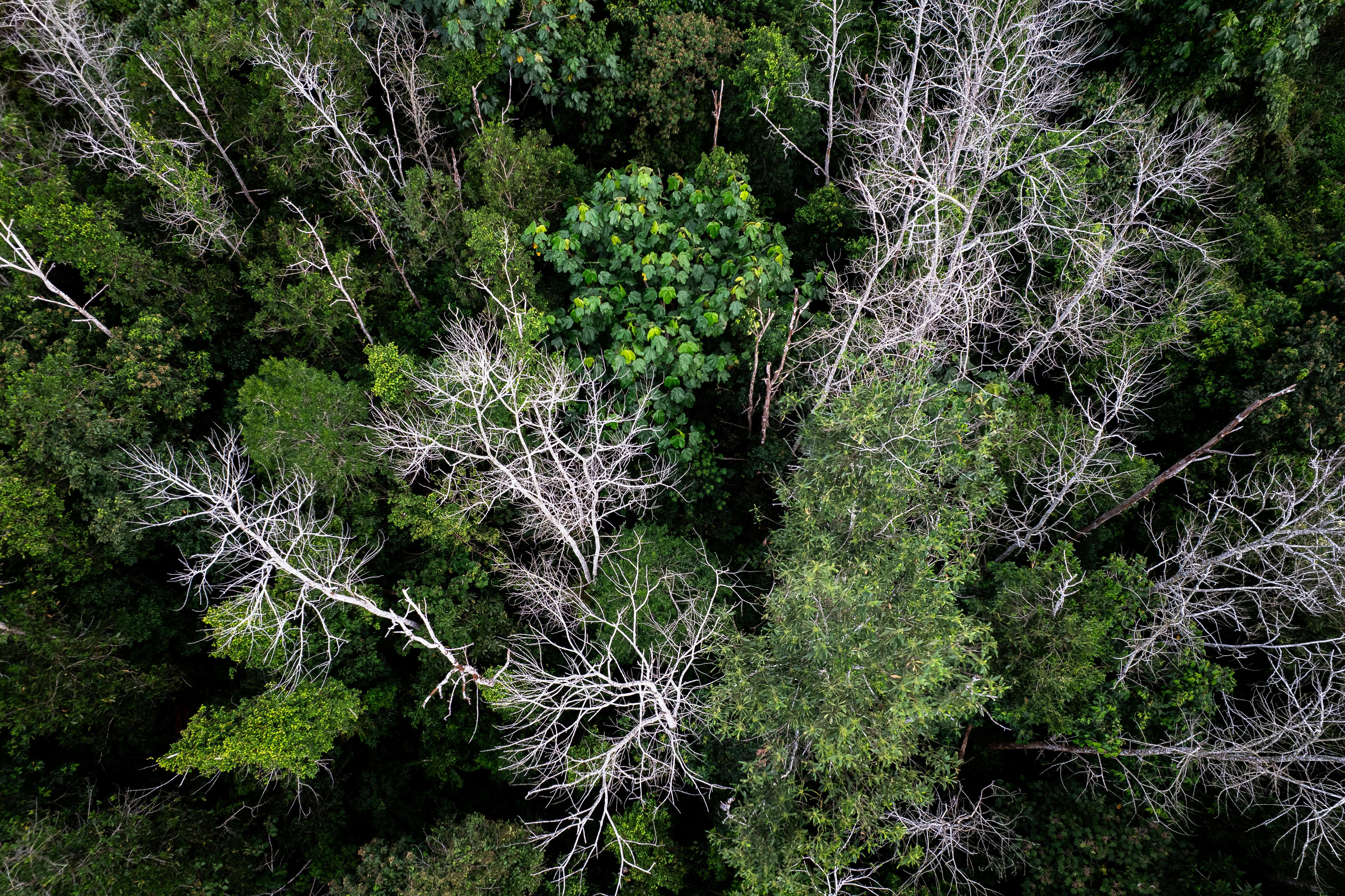 半導體產業的低碳轉型關鍵：生質材料的角色